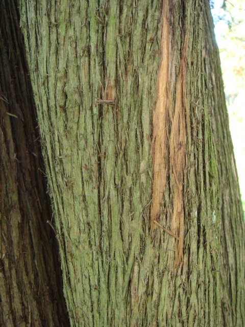 Platycladus orientalis ecorce